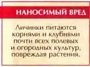 Щелкун полосатый (Agriotes linecrtus L)