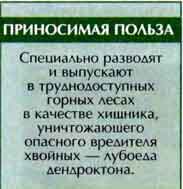 большой ризофаг