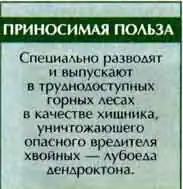 большой ризофаг
