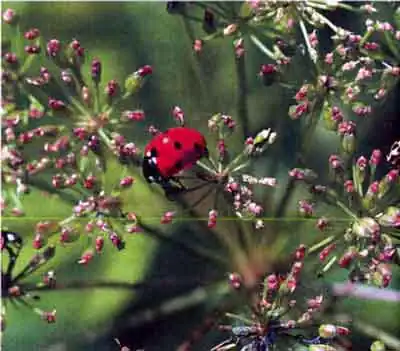 Семиточечная коровка (Coccinella septempunctata L.)