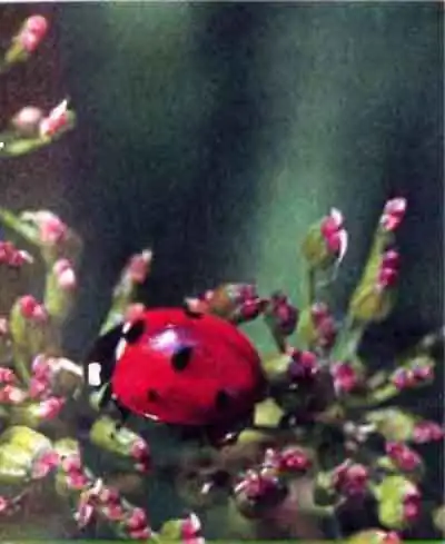 Семиточечная коровка (Coccinella septempunctata L.)