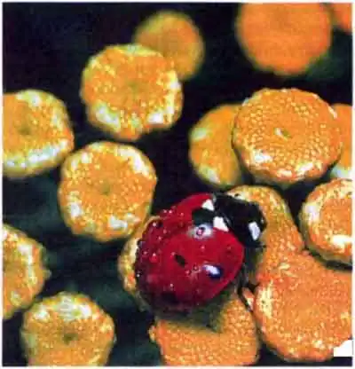 Семиточечная коровка (Coccinella septempunctata L.)