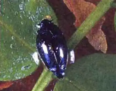 Вертячка сумеречная (Orectochilus villosus О. Mull.)
