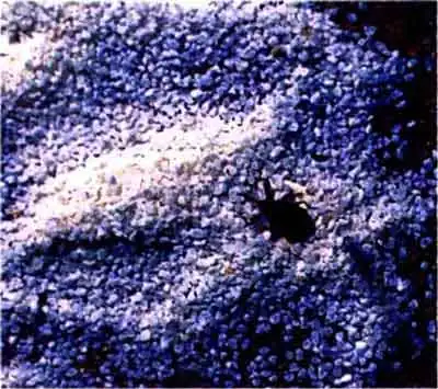 Амбарный долгоносик, или зерновой слоник (Sitophilus granarius L. = Calandra granaria L.)