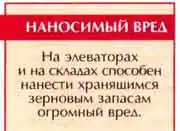Амбарный долгоносик, или зерновой слоник (Sitophilus granarius L. = Calandra granaria L.)