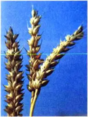 Амбарный долгоносик, или зерновой слоник (Sitophilus granarius L. = Calandra granaria L.)