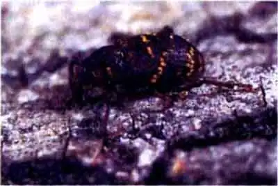 Большой сосновый долгоносик (Hylobius abietis L.)