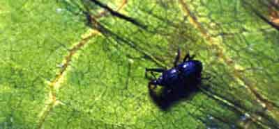 Яблоневый, или яблонный цветоед (Anthonomus pomorum L.)