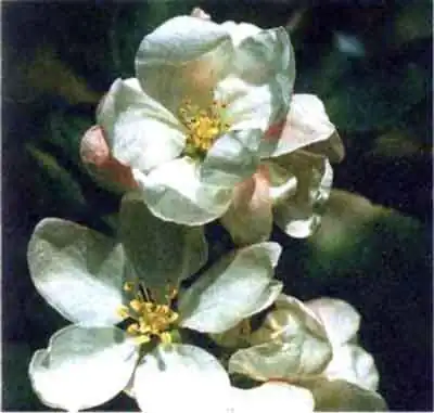 Яблоневый, или яблонный цветоед (Anthonomus pomorum L.) Яблоневый, или яблонный цветоед (Anthonomus pomorum L.)