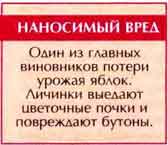Яблоневый, или яблонный цветоед (Anthonomus pomorum L.)
