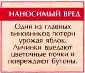 Яблоневый, или яблонный цветоед (Anthonomus pomorum L.) Яблоневый, или яблонный цветоед (Anthonomus pomorum L.)