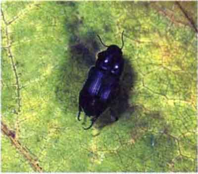 Хлебная жужелица (Zabrus tenebrioides Goeze)