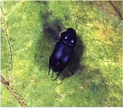 Хлебная жужелица (Zabrus tenebrioides Goeze) Хлебная жужелица (Zabrus tenebrioides Goeze)