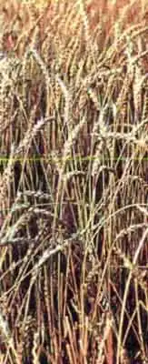 Хлебная жужелица (Zabrus tenebrioides Goeze) Хлебная жужелица (Zabrus tenebrioides Goeze)