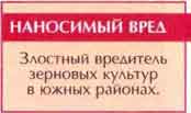 Хлебная жужелица (Zabrus tenebrioides Goeze)