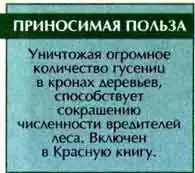 Красотел пахучий, или мускусный жук, или большой куколковый охотник-бандит (Calosoma sycophanta L.)