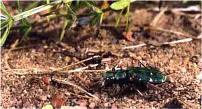 Скакун полевой (Cicindela campestris L.)