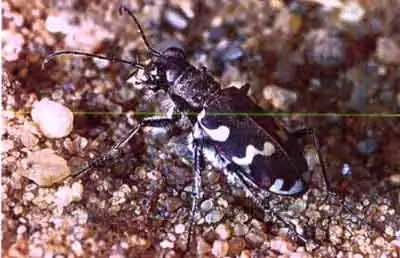 Скакун полевой (Cicindela campestris L.)