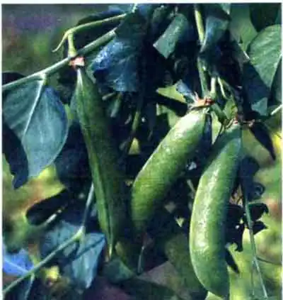 Гороховая зерновка, или брухус (Bruchus pisorum L.)