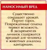 Гороховая зерновка, или брухус (Bruchus pisorum L.)