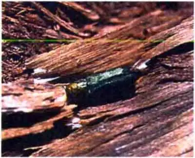 Зеленая узкотелая златка (Agrilus viridis L.)