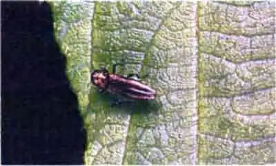 Зеленая узкотелая златка (Agrilus viridis L.)