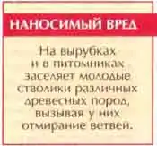 Зеленая узкотелая златка (Agrilus viridis L.)
