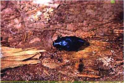 Синяя сосновая златка (Phaenops-Melanophila cyanea F.)