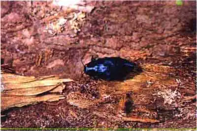 Синяя сосновая златка (Phaenops-Melanophila cyanea F.)