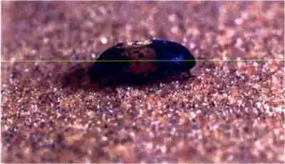 Кожеед норичниковый (Anthrenus scrophulariae L.)
