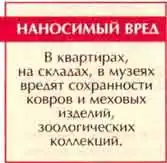 Кожеед норичниковый (Anthrenus scrophulariae L.)