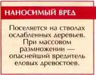 Короед-типограф (Ips typographies L.)