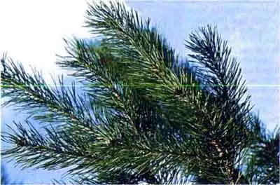 Лубоед большой еловый, или дендроктон (Dendroctonus micans Kug.)