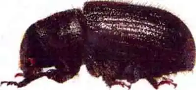 Лубоед большой еловый, или дендроктон (Dendroctonus micans Kug.)