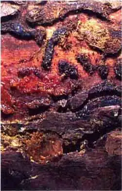 Лубоед большой еловый, или дендроктон (Dendroctonus micans Kug.)