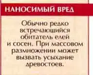 Лубоед большой еловый, или дендроктон (Dendroctonus micans Kug.)