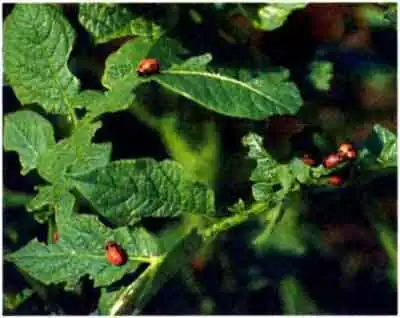 Колорадский жук (Leptinotarsa decemlineata Say.)