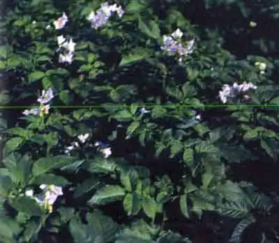 Колорадский жук (Leptinotarsa decemlineata Say.)