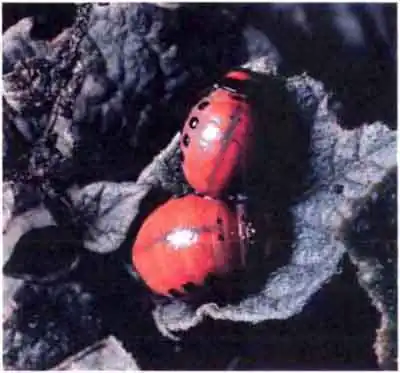 Колорадский жук (Leptinotarsa decemlineata Say.)