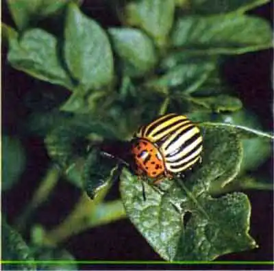 Колорадский жук (Leptinotarsa decemlineata Say.)