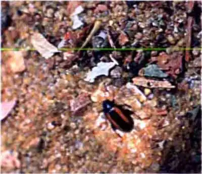 Крестоцветные блошки (Phyllotreta spp.)