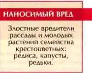 Крестоцветные блошки (Phyllotreta spp.)