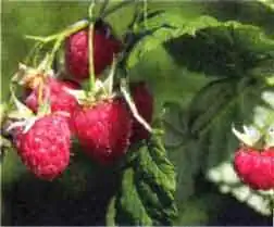 Жук-малинник (Byturus tomentosus Е)