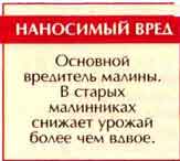 Жук-малинник (Byturus tomentosus Е)