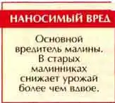 Жук-малинник (Byturus tomentosus Е)