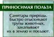 Могильщик погребальный, или жук-могильщик обыкновенный (Necrophorus vespillo L.)