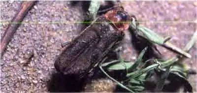 Мягкотелка бурая (Cantharis fusca L.)