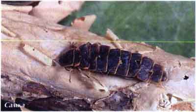 Светляк обыкновенный, или светляк-фонарик(Lampyrus noctiluca L.)