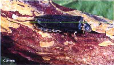 Светляк обыкновенный, или светляк-фонарик(Lampyrus noctiluca L.)
