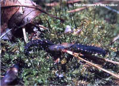 Светляк обыкновенный, или светляк-фонарик(Lampyrus noctiluca L.)